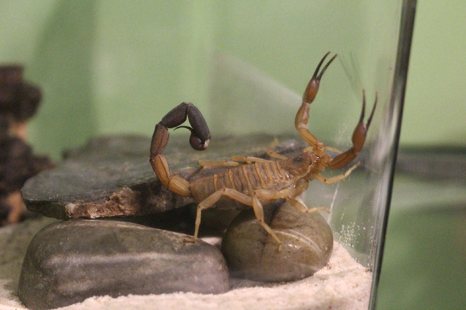 16908880_web1_Scorpion