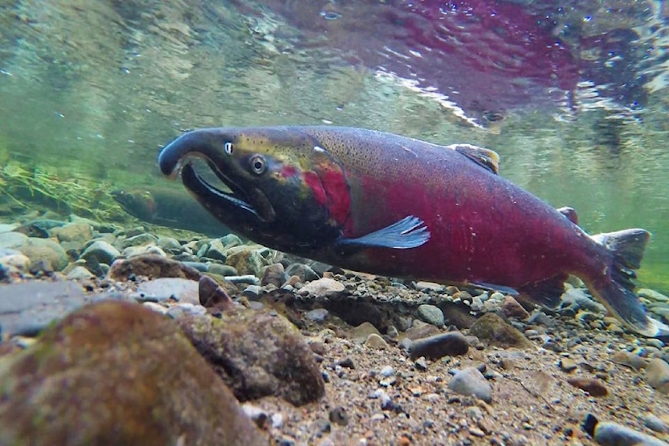 17188862_web1_Salmon-Flickr