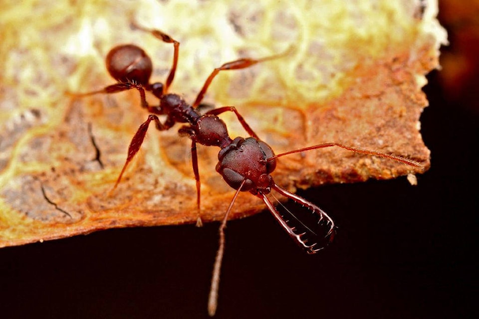 17305890_web1_ants-9bef644e-8e72-11e7-8df5-c2e5cf46c1e2