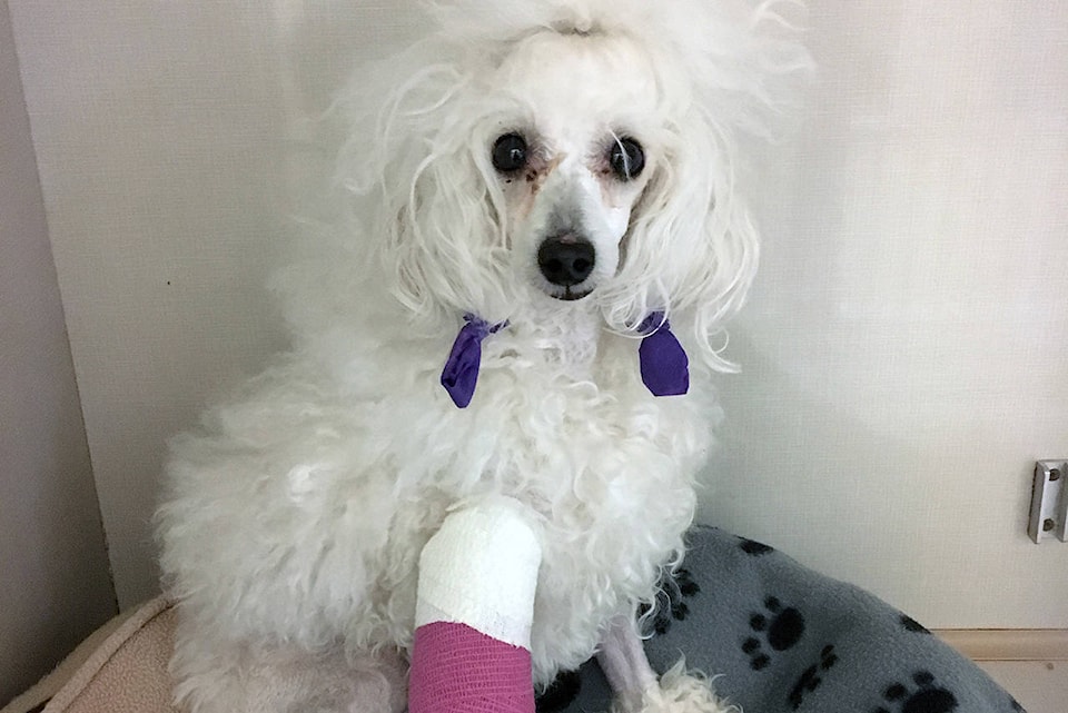 Poodle leg covers shop