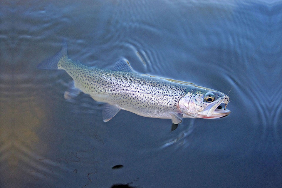 Trout and coho stranded in pools with reduced food amid