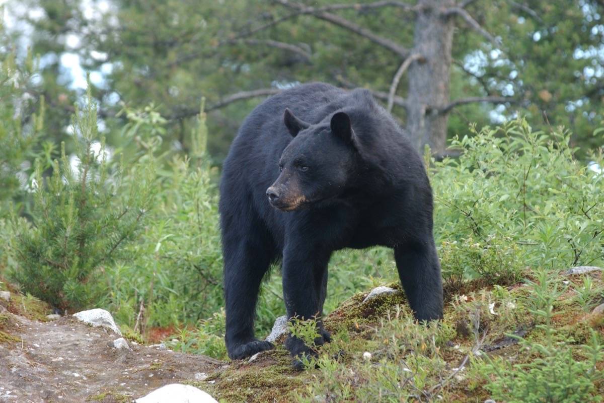 The Bear Necessities: Why Our Forests Need Bears - Nature Canada