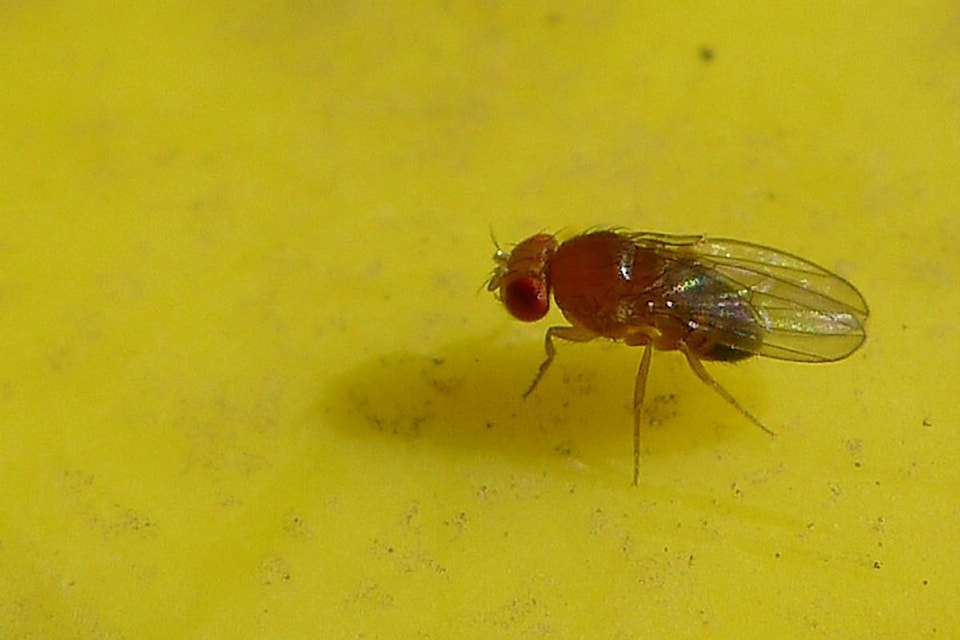 18624156_web1_fruitfly