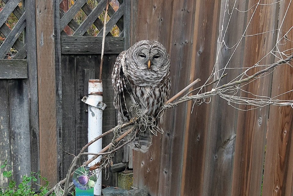 19388371_web1_191114-VNE-Barred-Owl