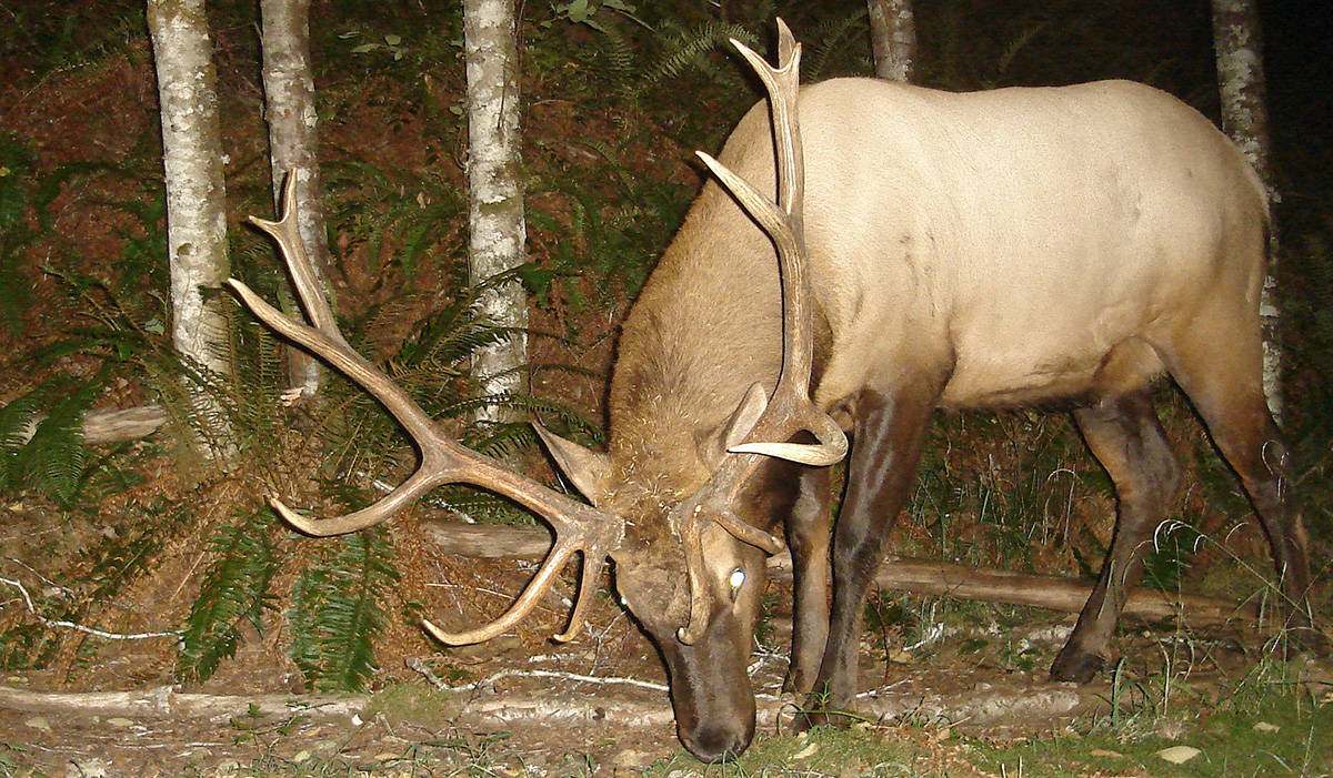 19752068_web1_Ayum-CreekRoosevelt-Elk-14-point-bull