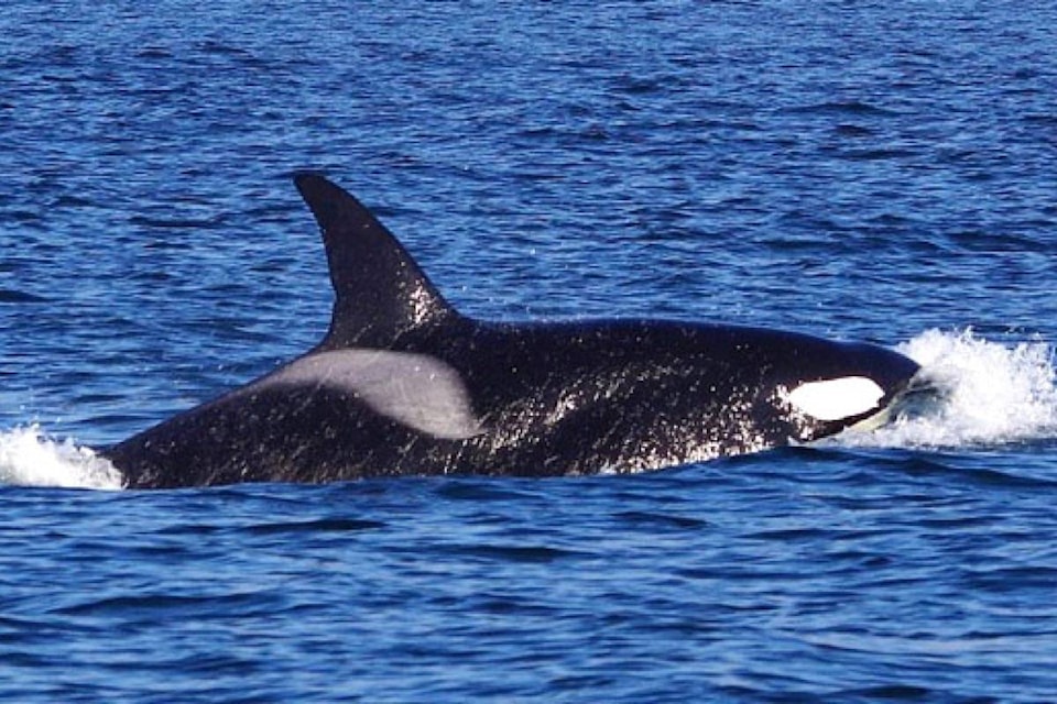 Whales are gathering around Sooke this Christmas. Could a party be in the works? (Paul Pudwell photo)