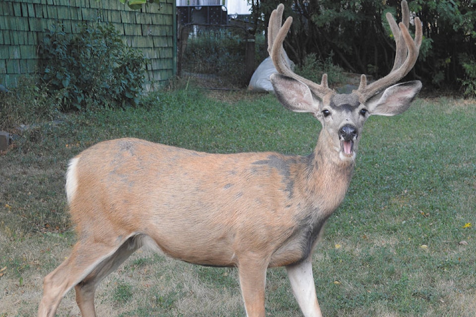 20137812_web1_Deer-yelling-GPS