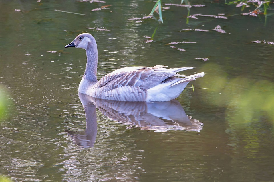 Amateur photographer captured this photograph on April 28, 2020 of a leucistic Canada Goose on a Chilliwack waterway. (William Snow photo)