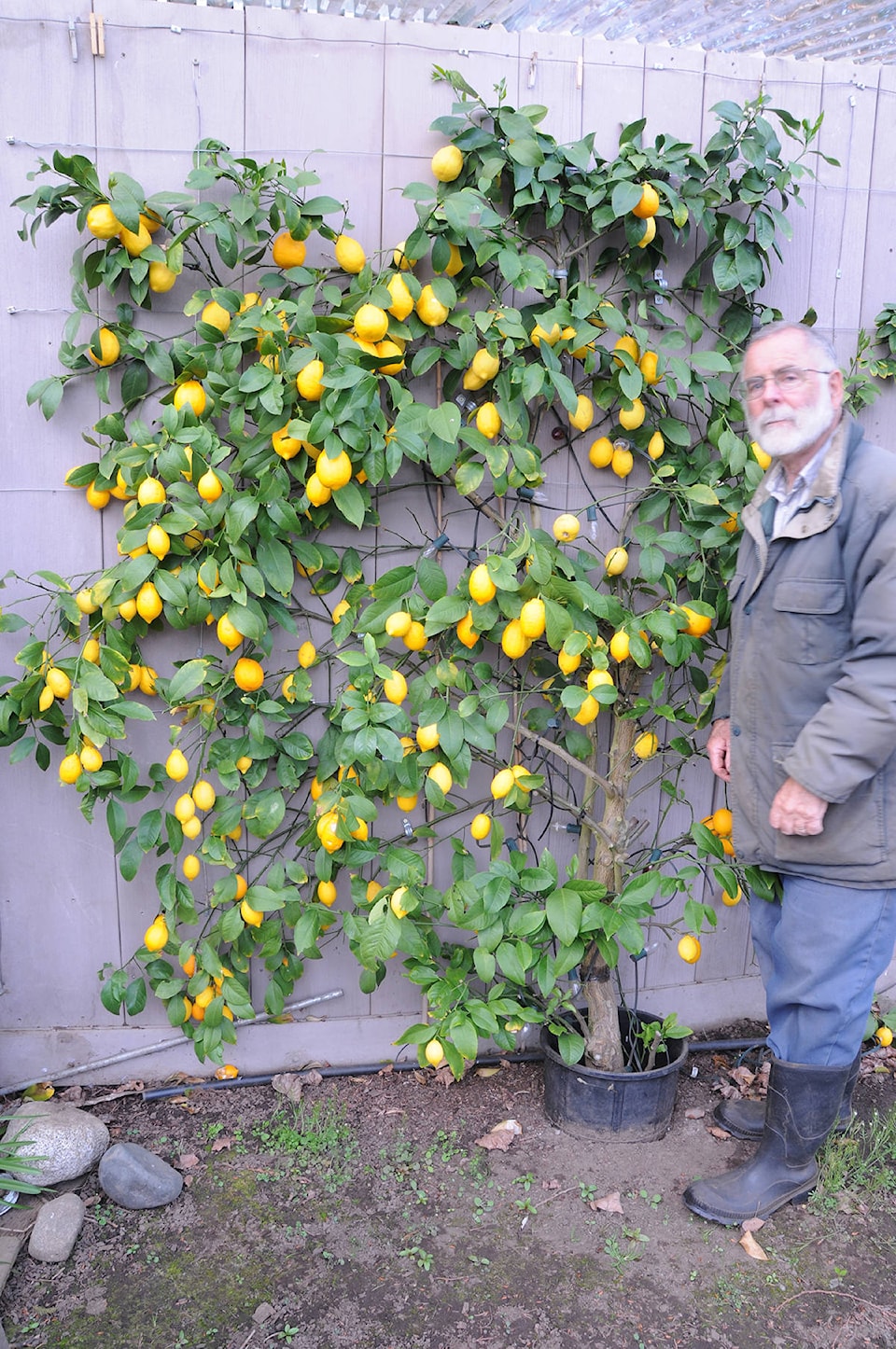 21581305_web1_200521-SNM-Garden-Club-LEMON_1