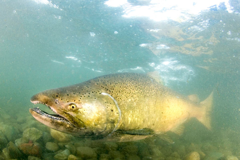 22016523_web1_200303-CPL-Fraser-Salmon-Habitat-Recs_3