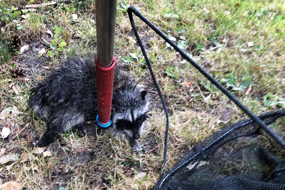 22109960_web1_200713-SNE-BabyRaccoonRescue-babyraccoon_2