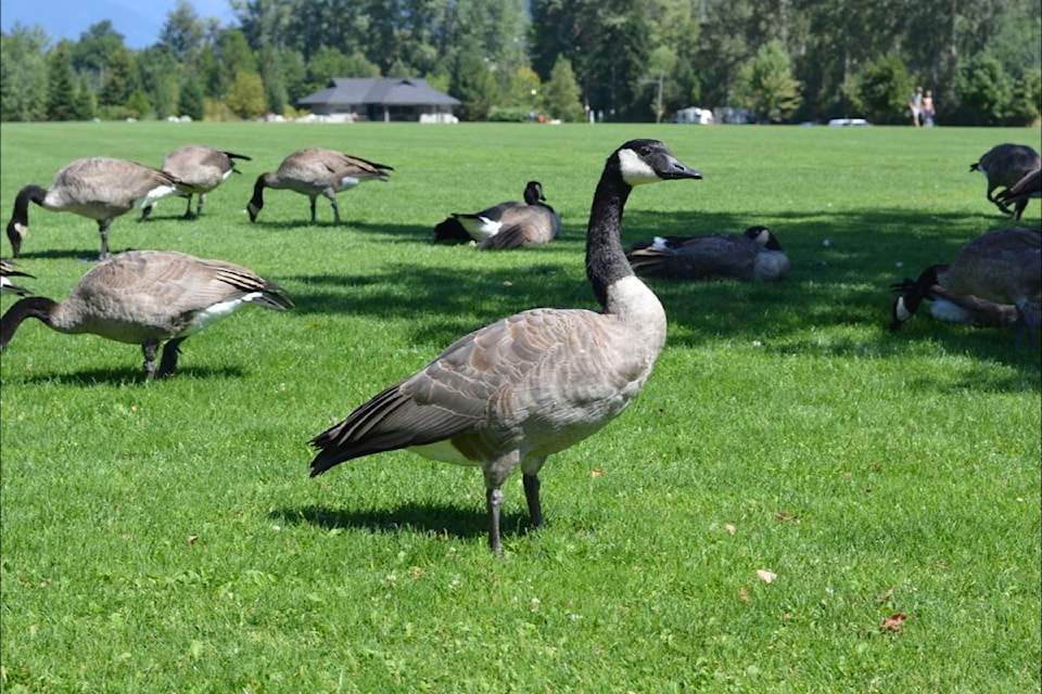 22408846_web1_Geese-2