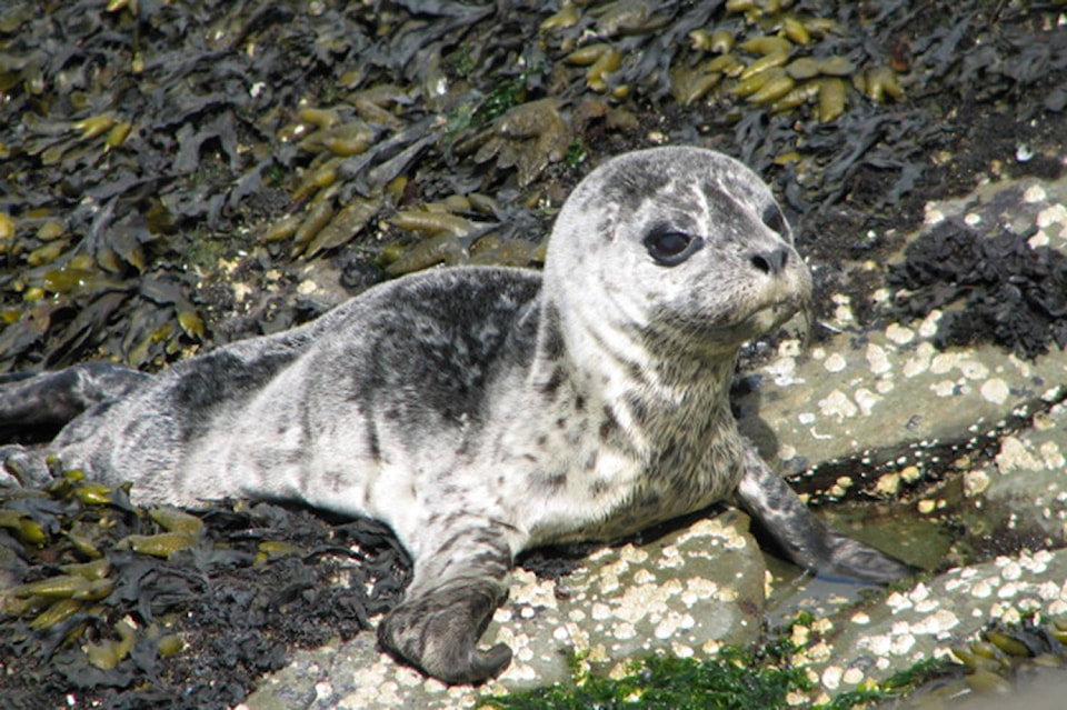 22465543_web1_200819-PNR-SEALS-ON-SIDNEY-ISLAND-SEAL-PUP_1
