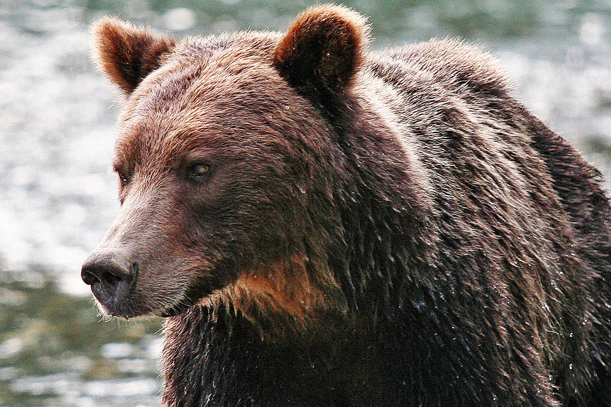 22556249_web1_Bear-Grizzly