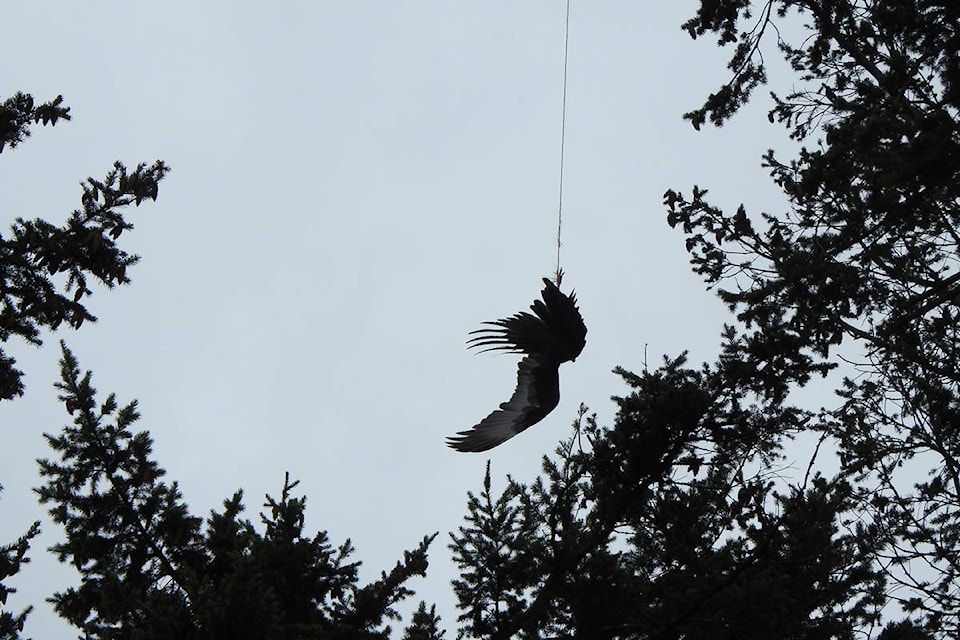 A turkey vulture that was stuck hanging in a tree has been successfully released back into the wild. (Wild ARC/Facebook)