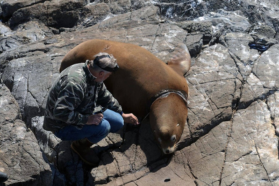 22665002_web1_200910-VNE-Sealion-Plastic-Neck_2