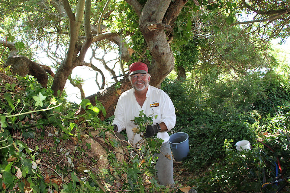 Jacques Sirois of the Community Association of Oak Bay works to remove decades worth of English ivy from a stand of native Scouler’s Willows in the Kitty islet end of McNeill Bay. (Black Press Media File Photo)