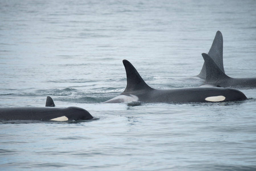 The more we know about whales and their habits, the better we can protect them. You can report your whale sightings via the WhaleReport App or at wildwhales.org/sightings. (Photo: Ocean Wise)