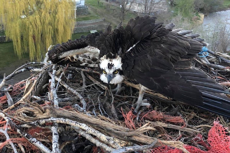 The freed osprey keeps a wary eye on its rescuers after being deposited on its nest. (Photo credit: Greg Hiltz)
