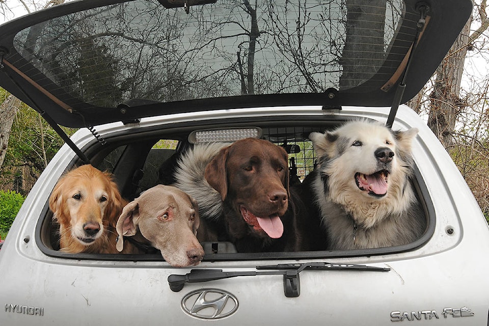 25213345_web1_VNE-DogsinCar