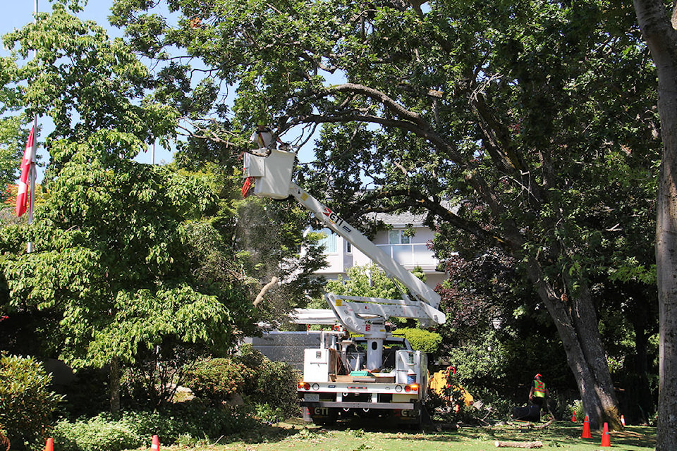 Municipal staff take advantage of low foot traffic to trim the tree in front of Oak Bay municipal hall. (Christine van Reeuwyk/News Staff)