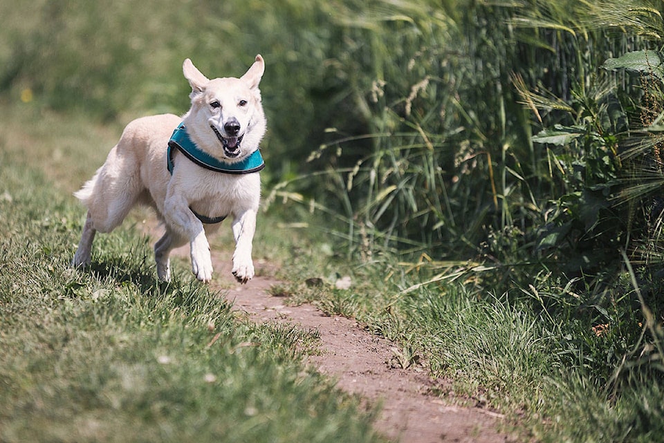 25992205_web1_210805-SNM-Dog-Park-Sooke-PHOTO_1