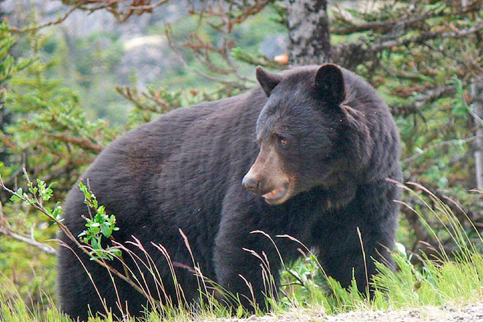 26625715_web1_210929-UWN-Web-Bears-killed-Ucluelet_1