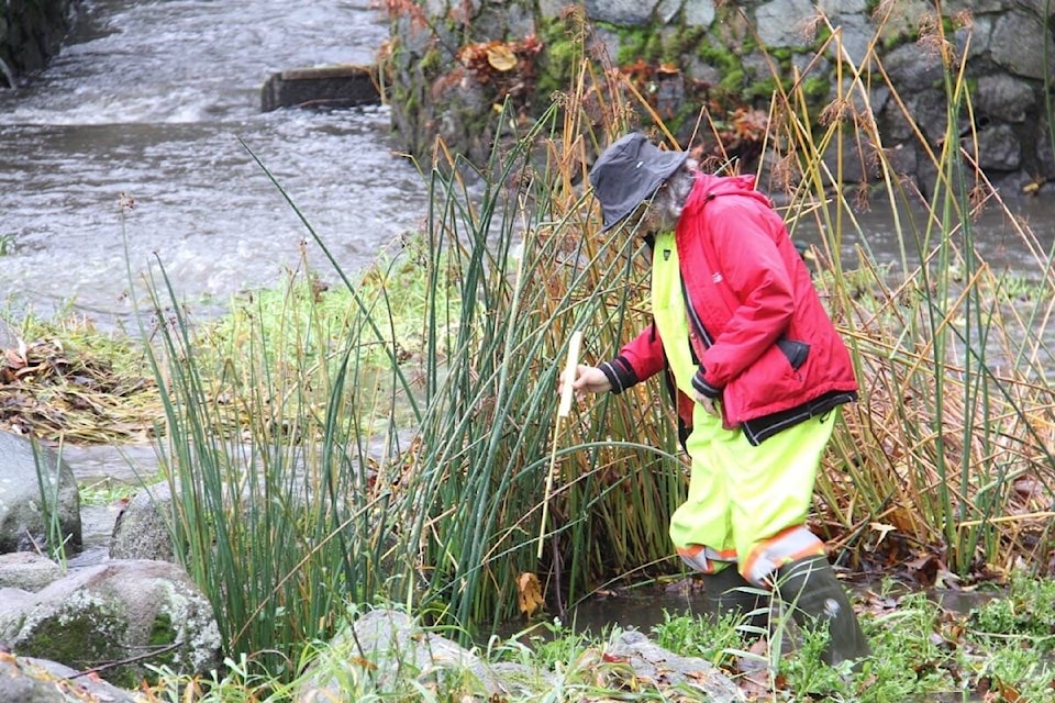 Val Aloian wades in to measure the flow of Bowker Creek after a fall rainstorm. (Christine van Reeuwyk/News Staff)