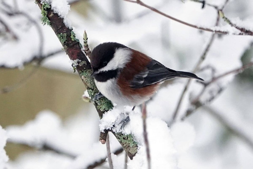Perhaps a chestnut-backed chickadee will show itself during the annual Christmas Bird Count on Saturday (Dec. 18). (Ann Nightingale photo)