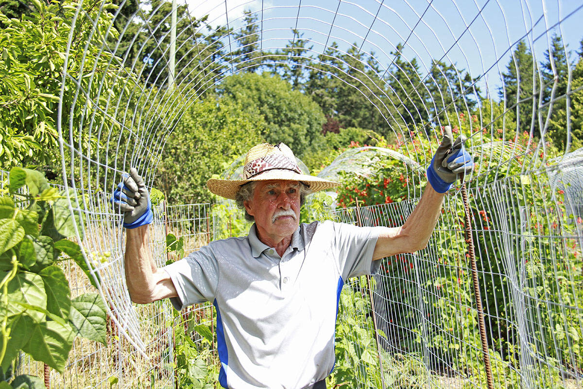 Bending lengths of chicken wire into arches, Philip Smith constructs trellises for beans to run their way up. Drawn to the work and the cause, Smith has been volunteering at the farm three days a week since March. Its fun because theres different stuff all the time and its outside and Ive got a wonderful boss – dont tell him I said that, he says with a cheeky smile. It may not be for everybody but I enjoy it. (Jane Skrypnek/News Staff)