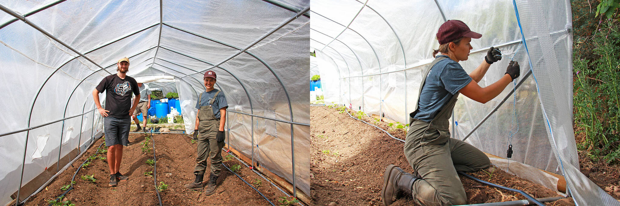 Josh and Miriam Columbus work to secure tents over some recently planted muskmelon (cantaloupe) to speed along their growing process. Miriam says she already has quite a bit of past gardening experience so shes hoping to learn how to use some of the machinery, but for Josh the experience has been totally new. (Jane Skrypnek/News Staff)