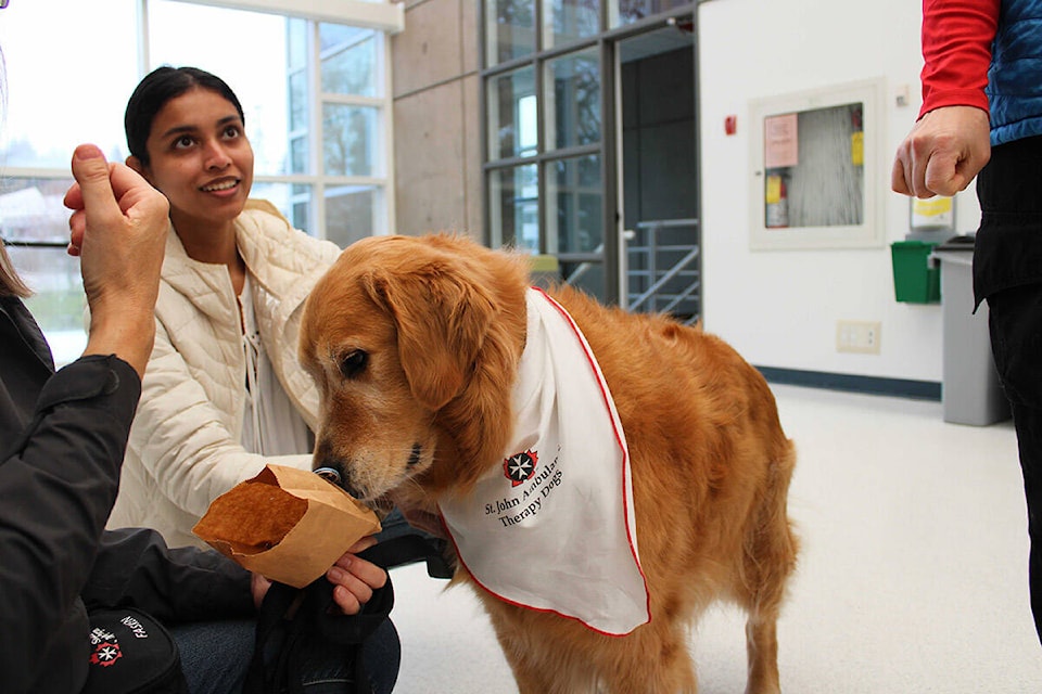 Accounting student Sanjana Joseph pets Boston the golden retriever at Camosun College’s Interurban Campus on March 28. (Jake Romphf/News Staff)