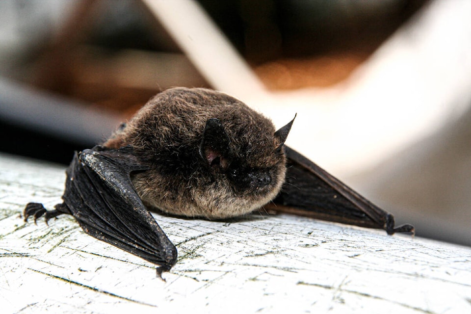 29179846_web1_220517-VNE-Counting-Bats-Photos_1