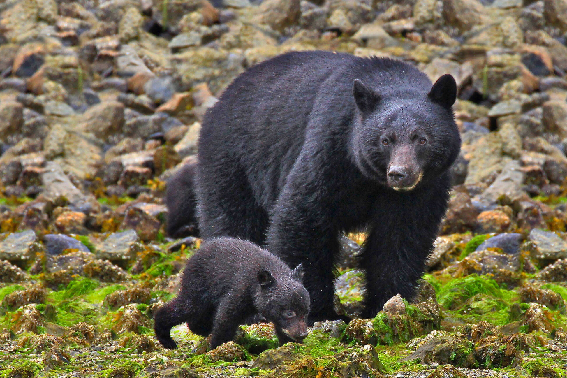 Unsecured garbage and compost fuel surge in bear sightings in Sooke -  Parksville Qualicum Beach News