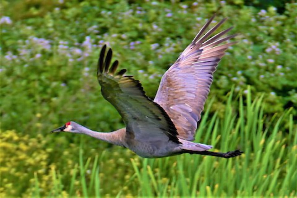 29262254_web1_220527-VNE-Sandhill-Cranes-Photos_2