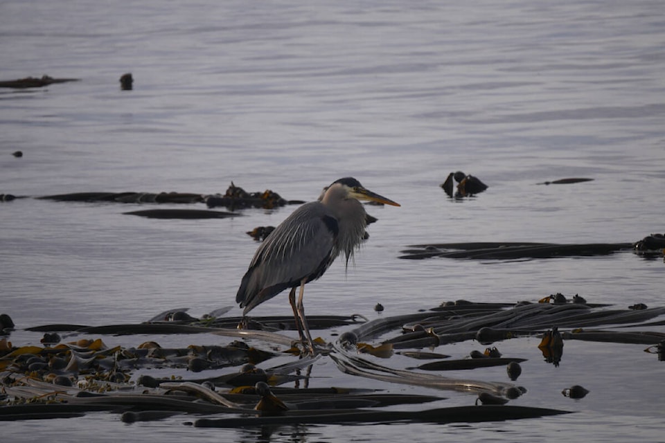A great blue heron, which is listed on the Species at Risk Act, waits for breakfast on an early morning in South Oak Bay between Kitty Islet and the Victoria Golf Club. (Evert Lindquist/News Staff)