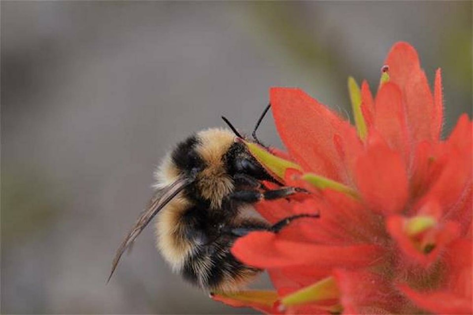 29566742_web1_220625-BPD-Bumble-Population-impacts-Bee_1