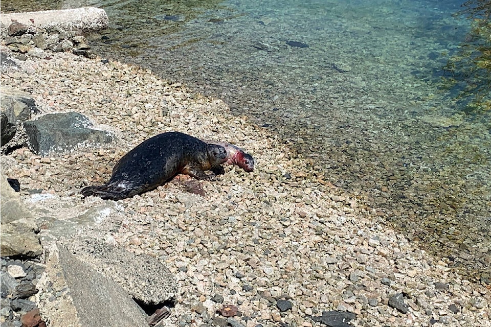 CFB Esquimalt environment officers found a mother and a newly born seal pup on the shores of Esquimalt Harbour on July 21. (Courtesy of CFB Esquimalt)