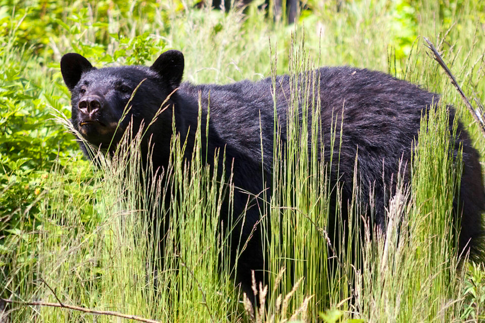 30532457_web1_221003-Impress-WCT-SookeTourism-Bear_1