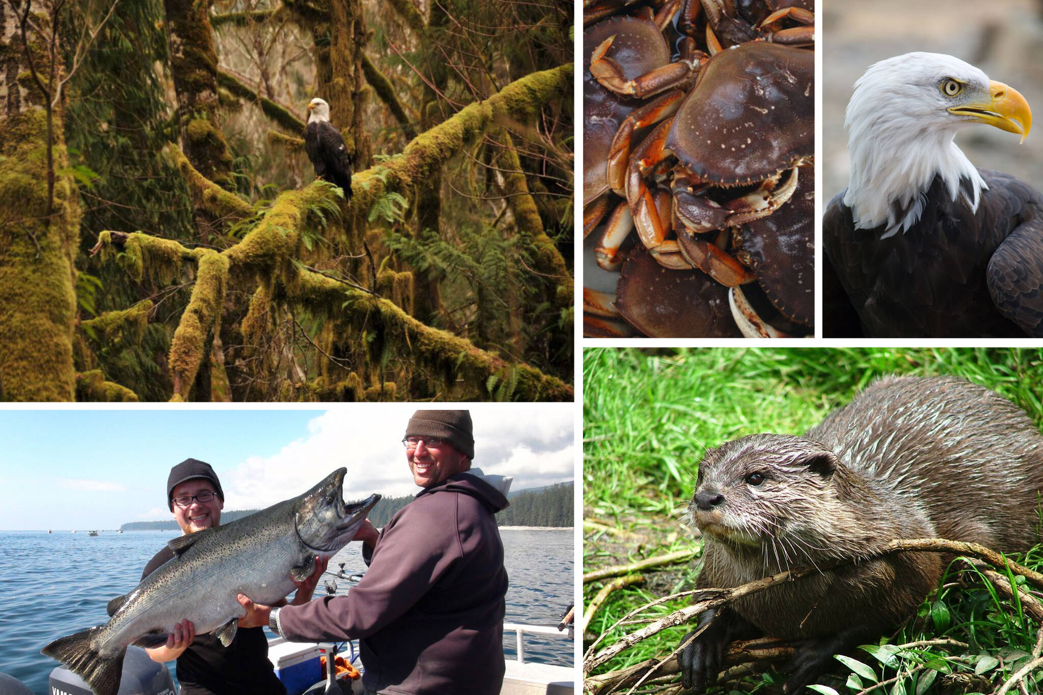 Wildlife abounds in the Sooke - Renfrew region, where the rainforest meets the sea. Photos courtesy Sooke Renfrew Tourism Association. Fishing, bottom left: TJ Watts photo