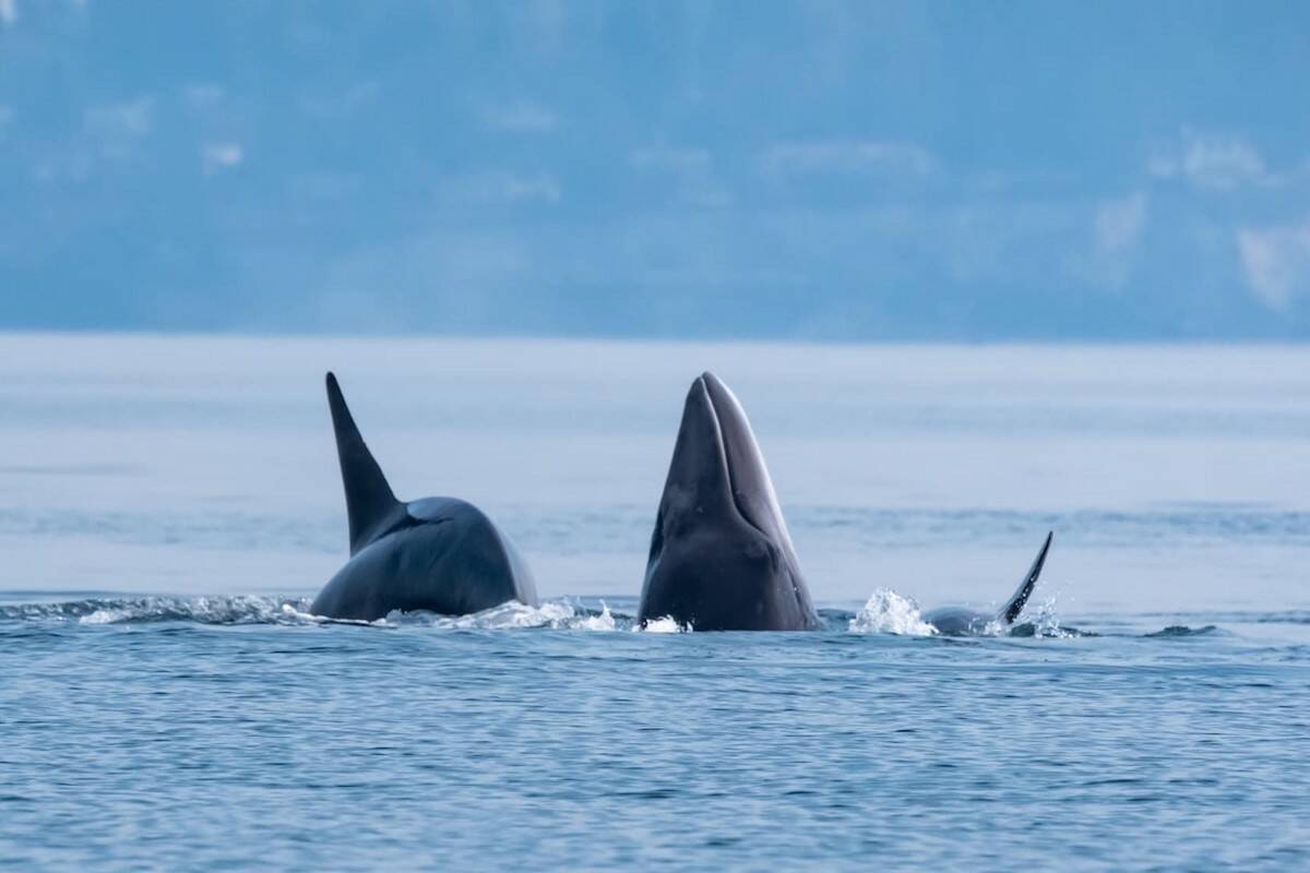 The Mystery of Alaska's Disappearing Whales