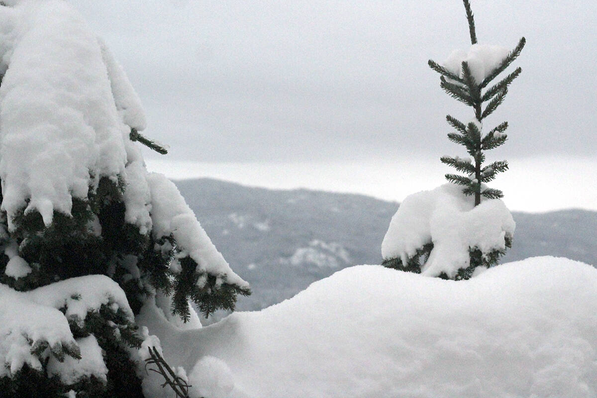 Another snowfall warning issued for most of Vancouver Island Sooke