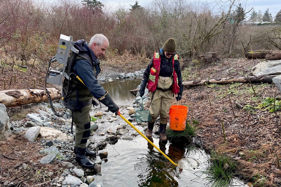 Steve Voller, a registered professional biologist with Seamount Consulting and Tracy Motyer, a registered biology technician with Aqua-Tex checking the new stream at the handyDART site in View Royal for fish using an electrofisher, on Feb. 2. (Courtesy of Aqua-Tex Scientific)