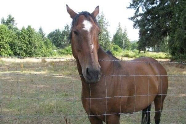 ‘Senseless and pointless’ Horse shot on farm south of Nanaimo Sooke