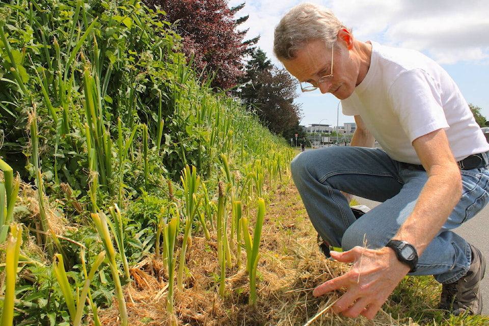 Ian Cooper combs through mowed-down plants along the Galloping Goose trail section in Saanich. (Jake Romphf/ News Staff)