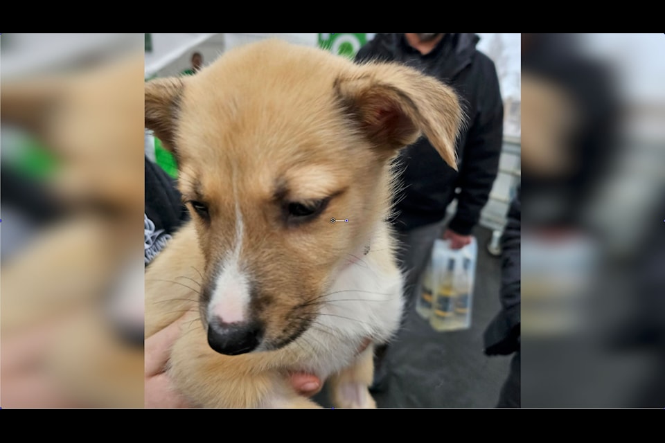Saving Grace Animal Society just finished an adoption drive where 37 animals were adopted.