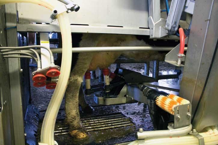 75644stettlercow-auto-2
