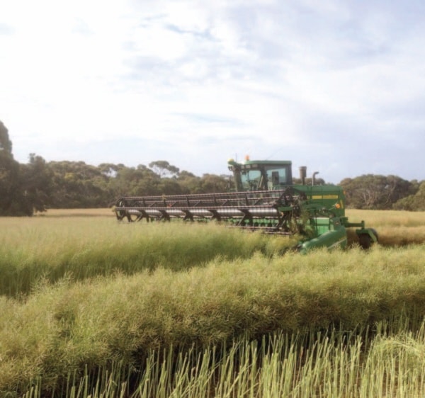 786stettlerCanola100914