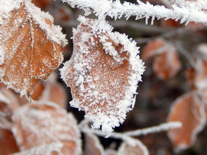 Ice Leaf Winter Iced Frozen