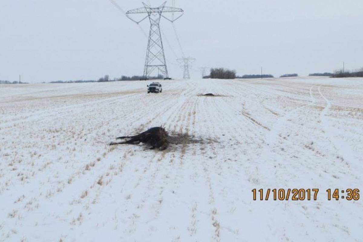 Alberta Fish and Wildlife Officers ask for the public’s help with